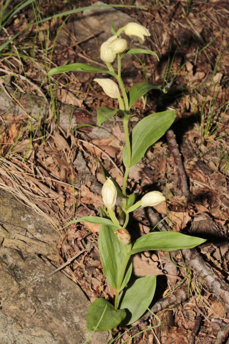 Orchidee Basso PiemonteEntroterra Liguria